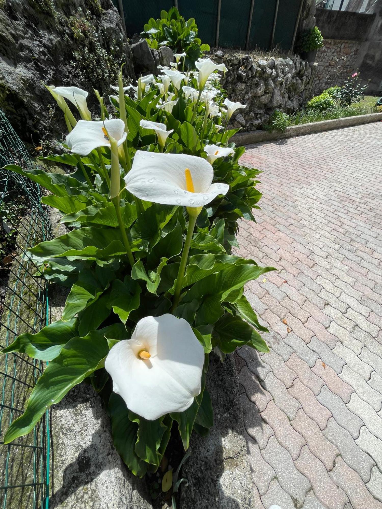 Le Calle Holiday Apartments Torbole Sul Garda Kültér fotó